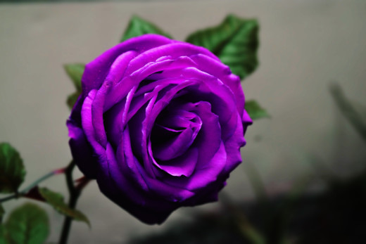 1372882 (a): :1920x1280